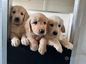 Cuccioli di golden retriever