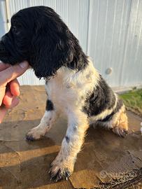 Splendida cucciolata di Springer spaniel
