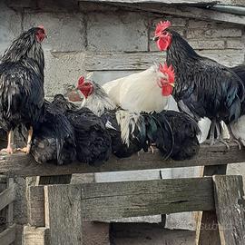 Galli razze ornamentali