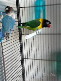 Inseparabile personata
