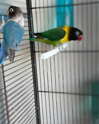 Inseparabile personata