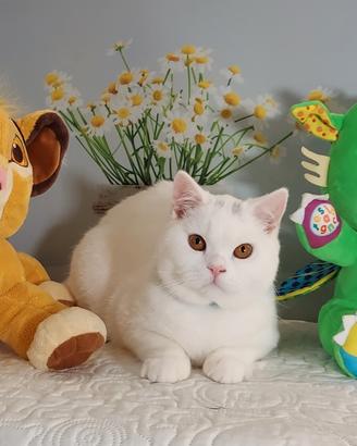 British Shorthair Memo