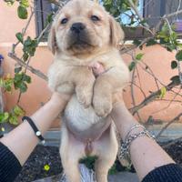 Cuccioli di Labrador retriever con Pedigree Enci