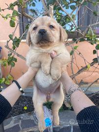 Cuccioli di Labrador retriever con Pedigree Enci