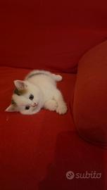 Cuccioli scottish