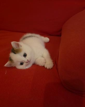 Cuccioli scottish