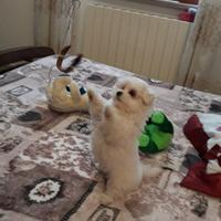 Cuccioli maltesi alta genealogia