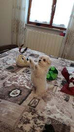 Cuccioli maltesi alta genealogia