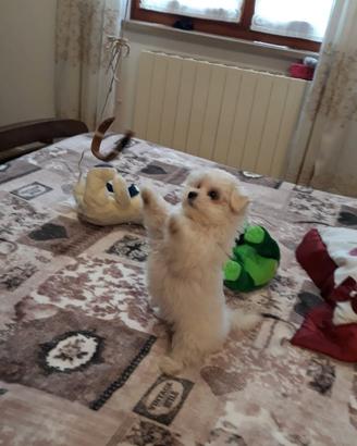 Cuccioli maltesi alta genealogia