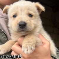 Cucciolino in adozione