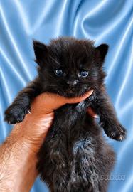 Cuccioli Maine Coon con Pedigree