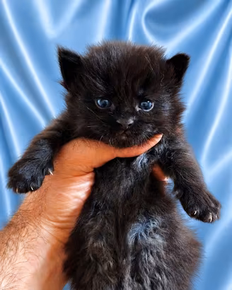 Cuccioli Maine Coon con Pedigree
