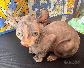 Elf Cat