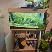 Acquario Juwel Rio 125 2025 con mobile 