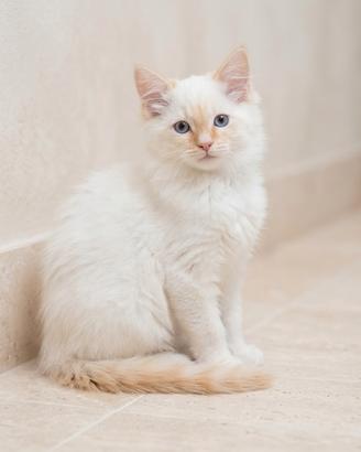 Cucciolo gatto siberiano Neva Masquerade