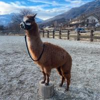 Alpaca maschio addestrato