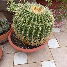 cactus cuscino della suocera