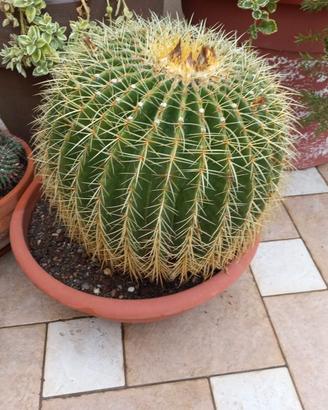 cactus cuscino della suocera
