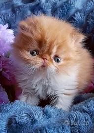 Cuccioli di Gatto Persiano