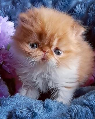 Cuccioli di Gatto Persiano