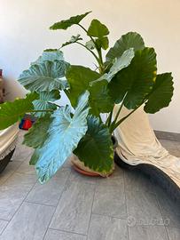 Olacasia orecchie elefante