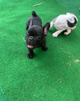 Cuccioli di bulldog francese e chihuahua
