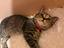 Immagine 3