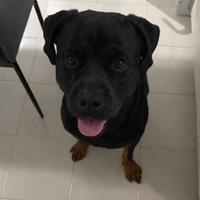 Rottweiler per monta