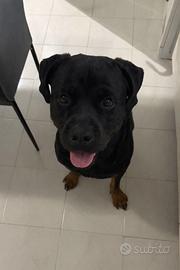 Rottweiler per monta