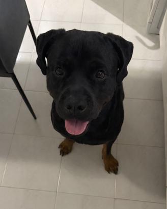 Rottweiler per monta