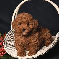 Cucciolo barboncino toy red