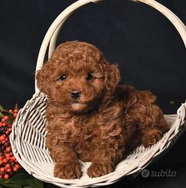 Cucciolo barboncino toy red