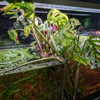 Monstera Adansonii Monkey Leaf per acquario o vaso