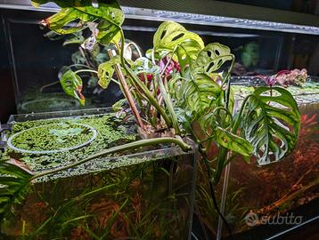 Monstera Adansonii Monkey Leaf per acquario o vaso