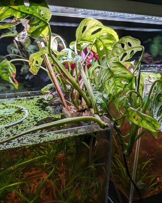 Monstera Adansonii Monkey Leaf per acquario o vaso