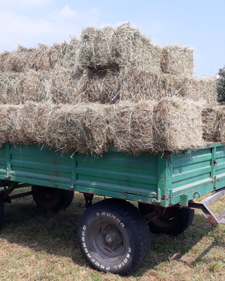 Fieno per capre, pecore e cavalli