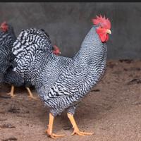 Gallo Amrock e Marans