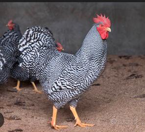 Gallo Amrock e Marans