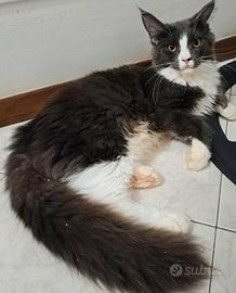 cucciola maine coon