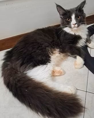 cucciola maine coon