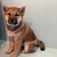 Cuccioli di Shiba Inu con pedigree