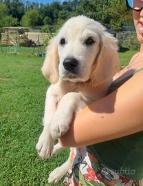 golden retriever 
