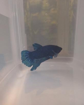 Pesce combattente