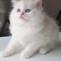 Cucciolata ragdoll