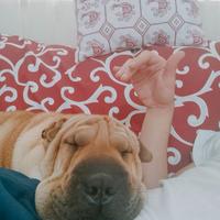 Shar pei pronti per marzo