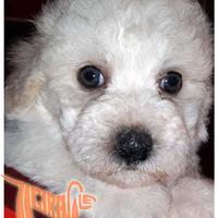 Cuccioli di BOLOGNESE