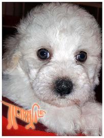 Cuccioli di BOLOGNESE