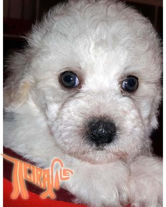 Cuccioli di BOLOGNESE