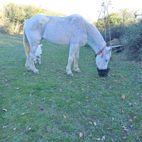 Cavalla