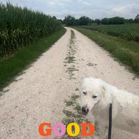 Petsitter